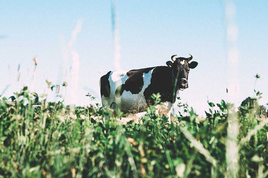 Lactose Lijst 2024 Bekijk Het Complete Overzicht